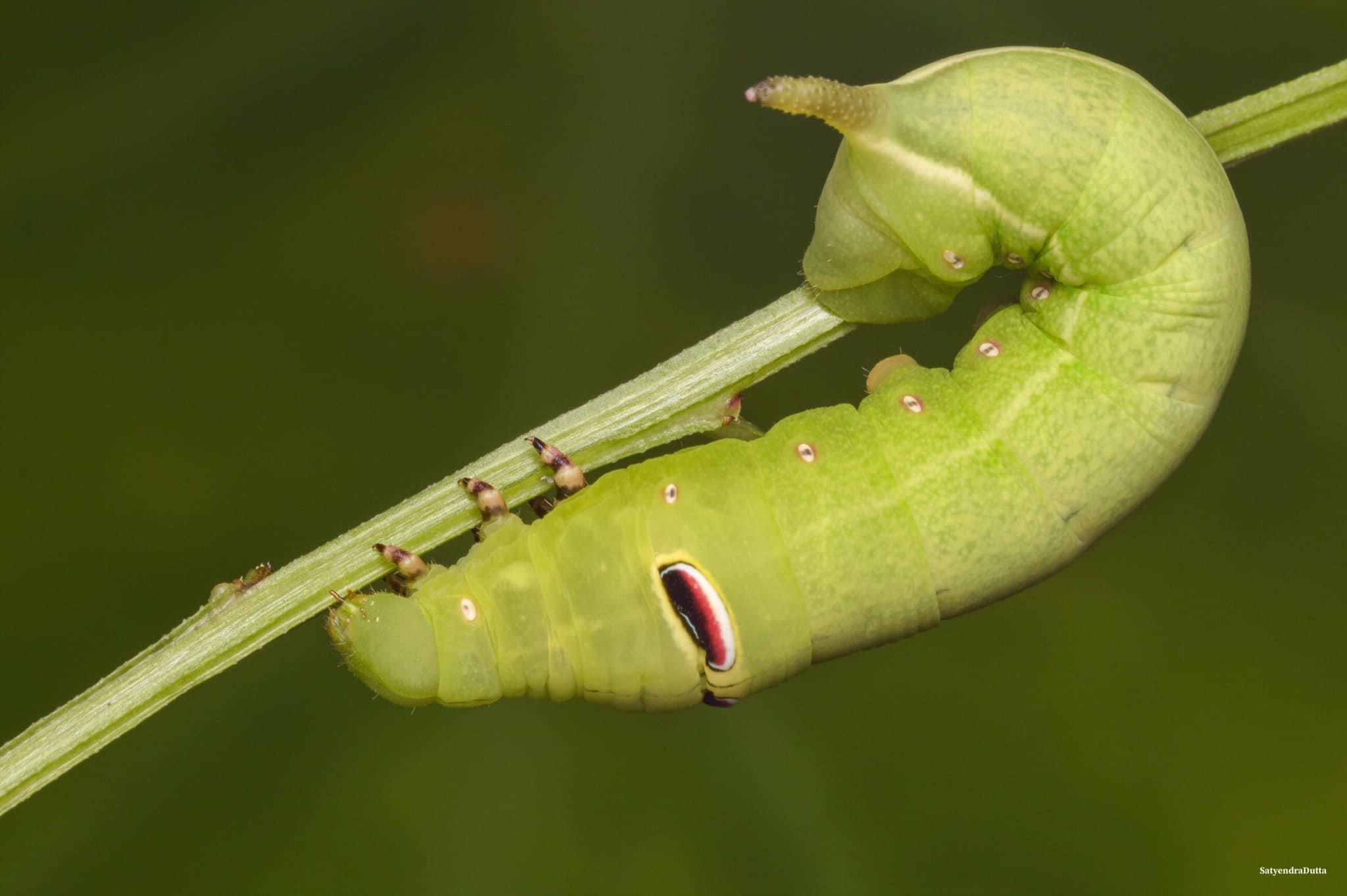 Oleander Hawk Moth Caterpillar, Duliajan, Assam. 08-Sept-2022