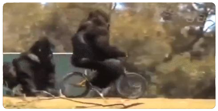gorilla-rides-a-bicycle-throws-it-away-after-falling-off-video-leaves-netizens