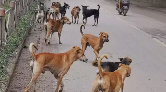 Newborn’s Head Eaten by Stray Dogs After Being Abandoned Near UP Hospital