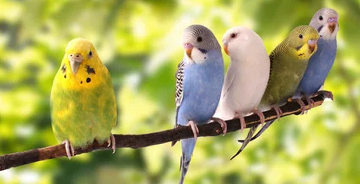 Not a dog or cat person? Choose these Chirpy Mates!