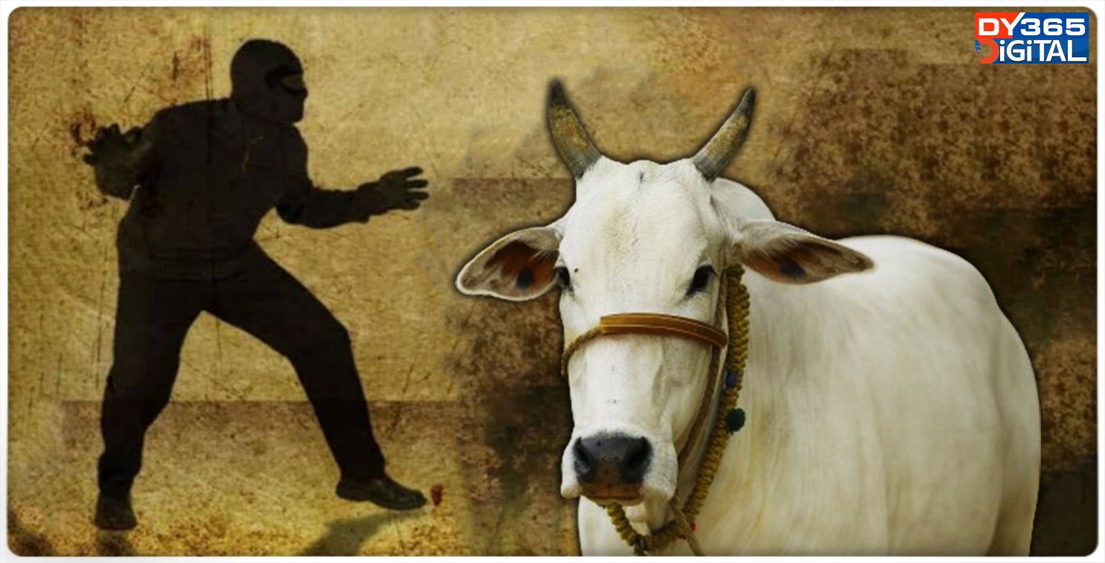 assam-two-cows-stolen-from-cattle-shed-in-khetri