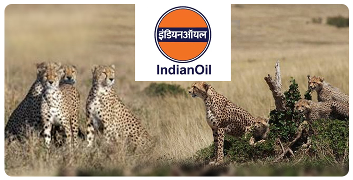 indian-oil-to-contribute-rs-5022-crore-for-relocation-of-cheetah-from-africa-