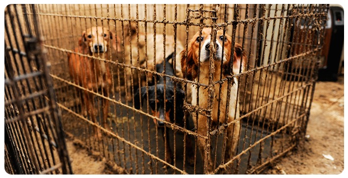 over-70-dogs-rescued-from-makeshift-shelter-check-out-where