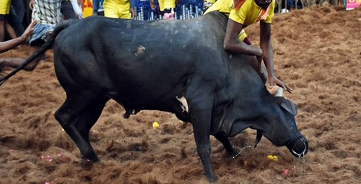 19-injured-after-bulls-go-berserk-at-jallikattu-event-in-tamil-nadu