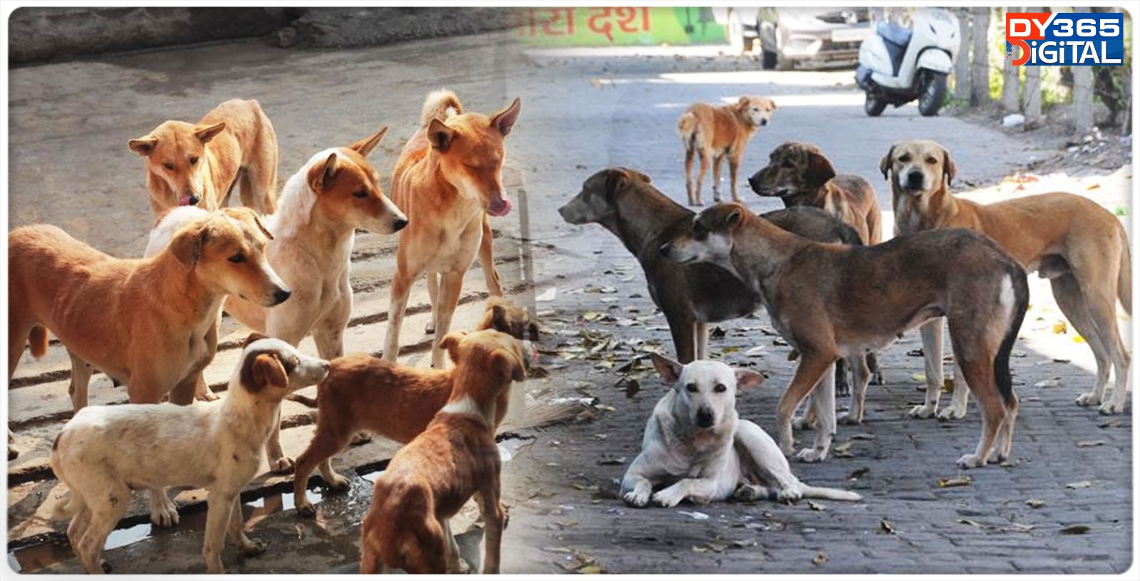 over-20-stray-dogs-found-dead-in-telangana