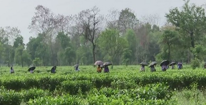 Sri Lankan Economic Crisis brings opportunity for Indian Tea Industry