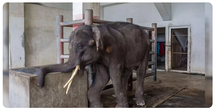 assam-to-send-4-member-team-to-bring-back-tortured-elephant-joymala-to-the-state