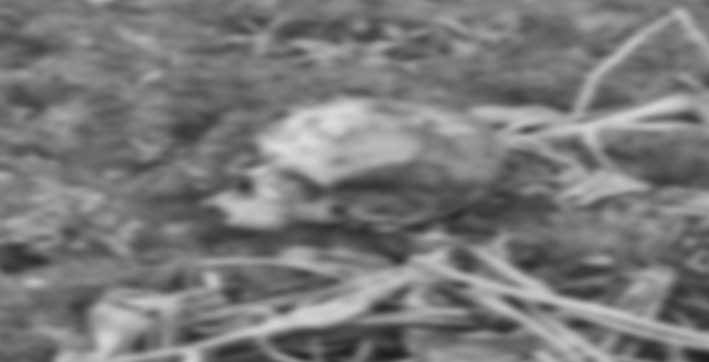 human-skull-recovered-in-bihpuria-assam