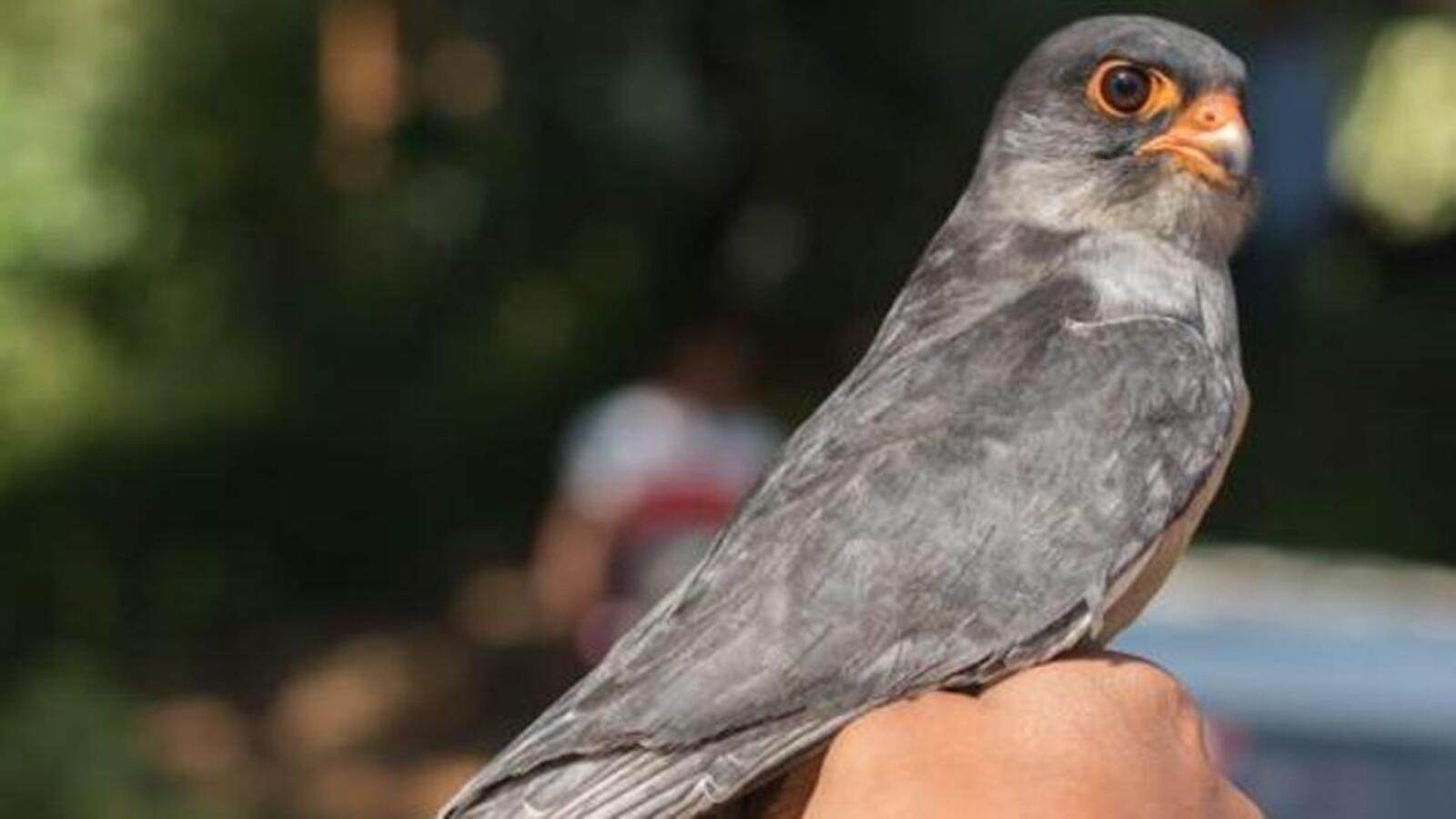 Satellite-Tagged Amur Falcon Completes Non-Stop Journey from India to Somalia in Just 5 Days and 17 Hours