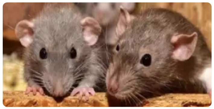 rats-ate-over-500-kg-confiscated-marijuana-says-mathura-police