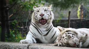 Sakkarbaug Zoo in Gujarat Welcomes Rare White Tiger Pair in Exciting Animal Exchange