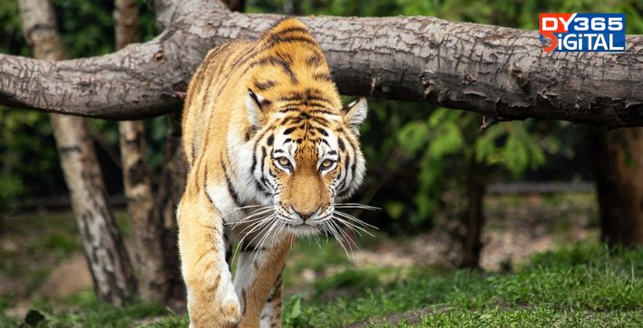 Assam: Man killed during tiger attack in Bokakhat