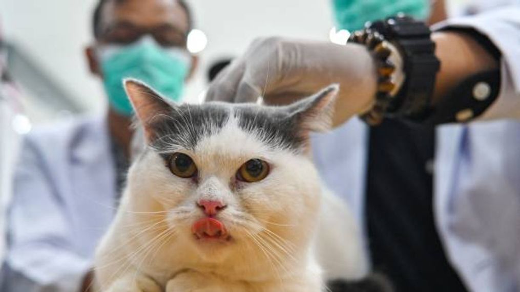 india-reports-first-ever-bird-flu-cases-in-domestic-cats-raising-alarm-over-vir