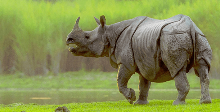 Poachers Kill Rhino in Kaziranga National Park, Escape With Horn 