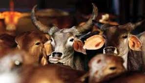 maharashtra-declares-indigenous-cows-‘rajyamata-gomata’-ahead-of-assembly-electi