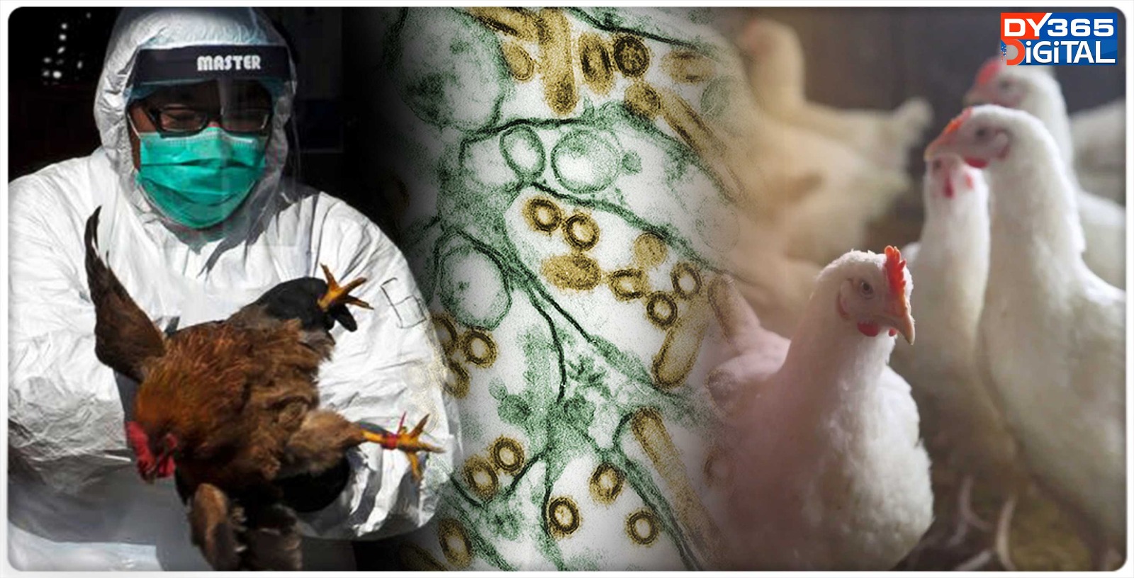 h5n1-bird-flu-pandemic-might-be-100-times-worse-than-covid--says-experts-