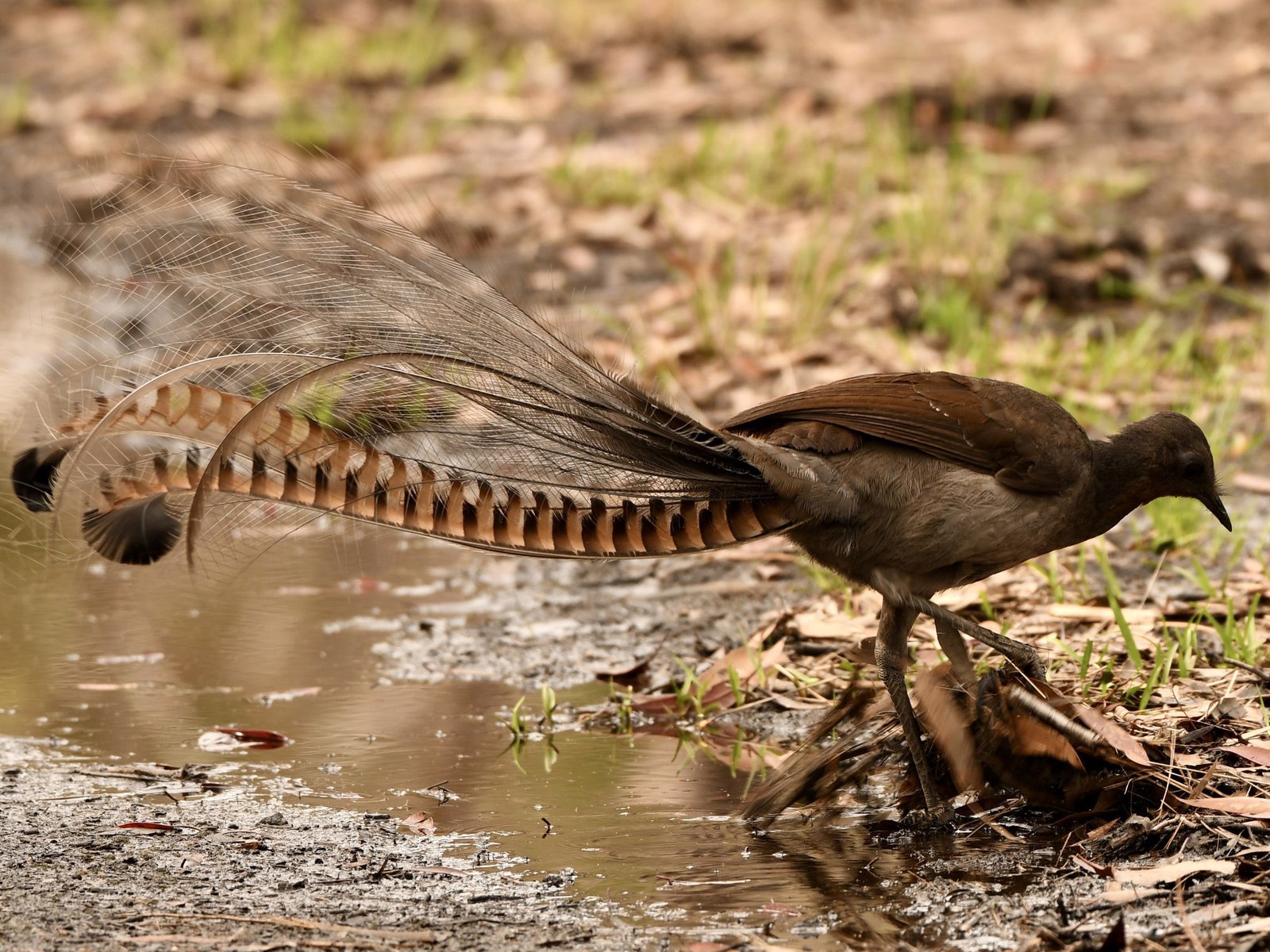 Australian lyrebird is beauty with farming talent 