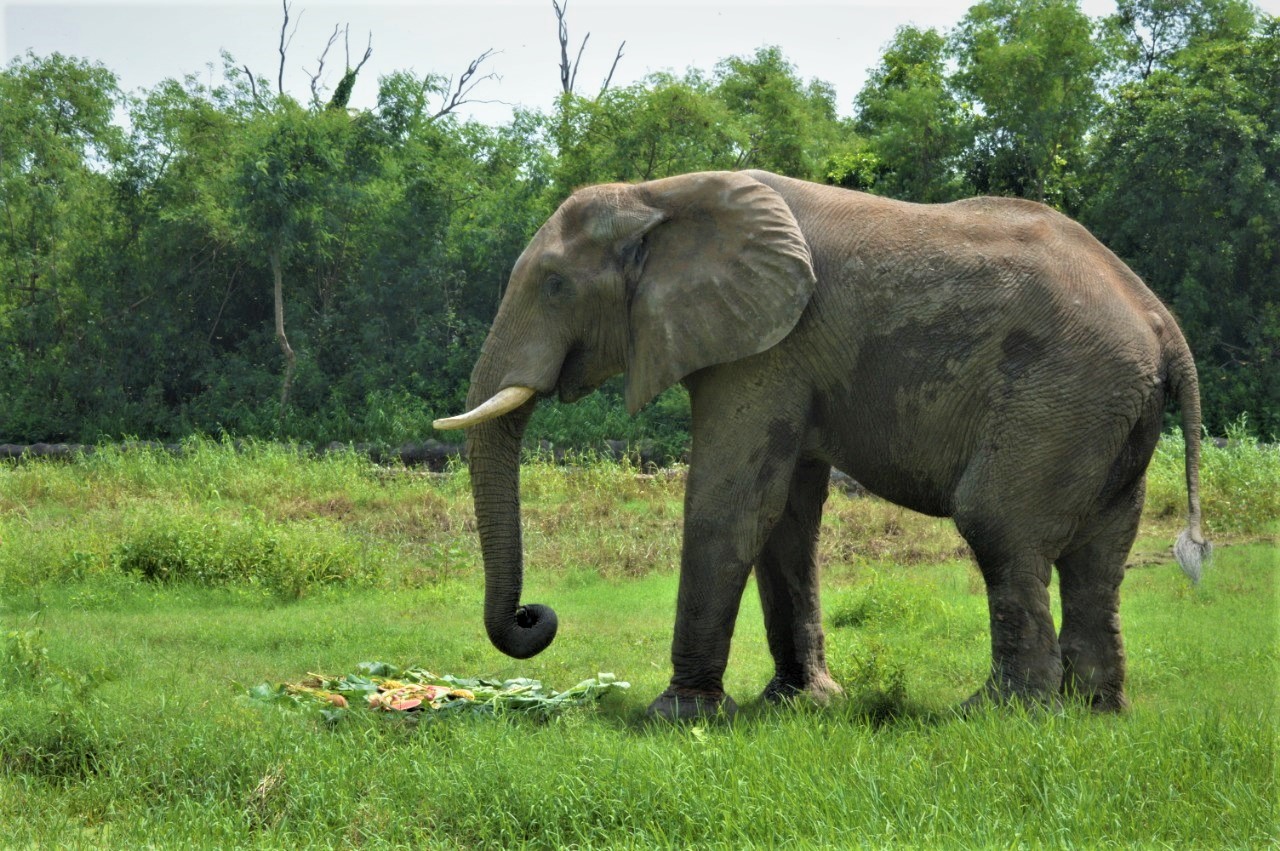 Global Alliance Suspends Delhi Zoo Membership Amid Concerns Over Elephant Welfare