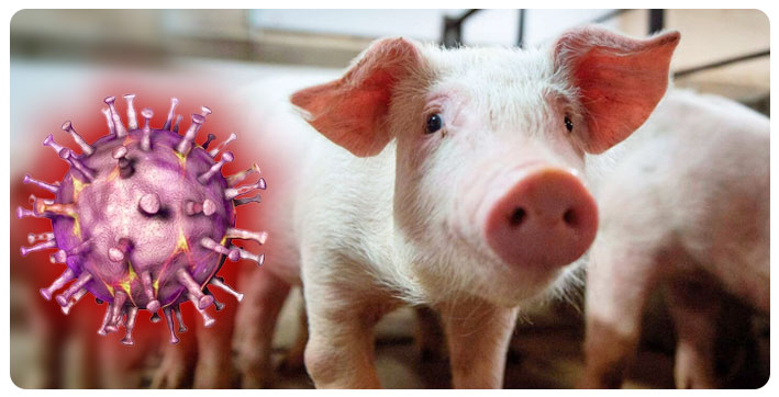 african-swine-fever-detected-in-katni-85-pigs-dead-115-infected-