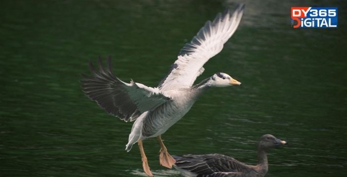 arunachal-rare-bar-headed-goose-rescued-in-dirang-after-being-shot