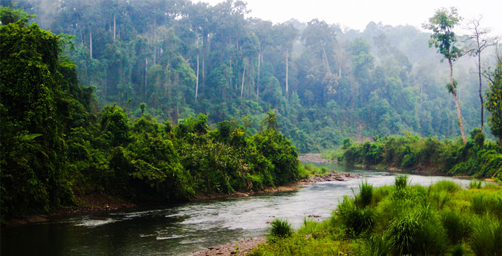 Dehing Patkai Wildlife Sanctuary Gets National Park Status 6978