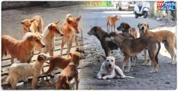 Over 20 Stray Dogs Found Dead In Telangana