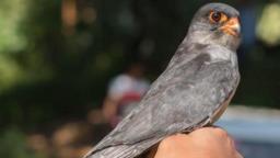 Satellite-Tagged Amur Falcon Completes Non-Stop Journey from India to Somalia in Ju..