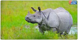 One-Horned Rhino Killed By Poachers at Kaziranga National Park