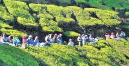 Kangra Tea of India Gets GI Tag from European Commission
