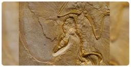Oldest Fossil Of Iconic Flying Reptile Pterodactylus Identified In Germany