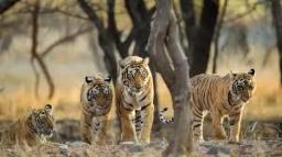 A Third of Ranthambore