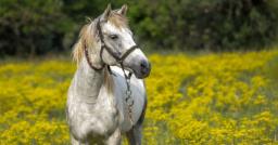 Assam govt gets NGT notice over declining feral horses population