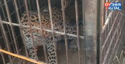 Assam: Forest department cages leopard in Dibrugarh