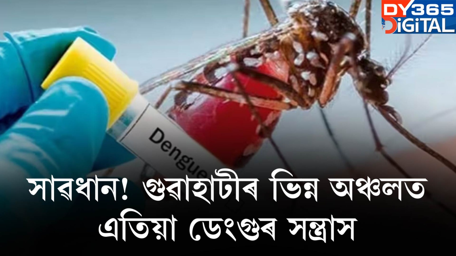 সাৱধান! গুৱাহাটীৰ ভিন্ন অঞ্চলত এতিয়া ডেংগুৰ সন্ত্ৰাস।