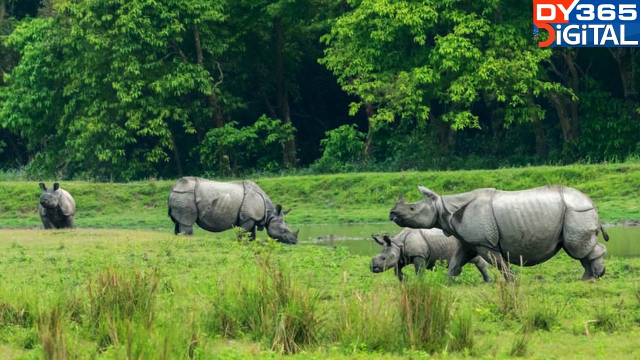 কাজিৰঙা ৰাষ্ট্ৰীয় উদ্যানলৈ উভতিছে এশিঙীয়া গঁড়